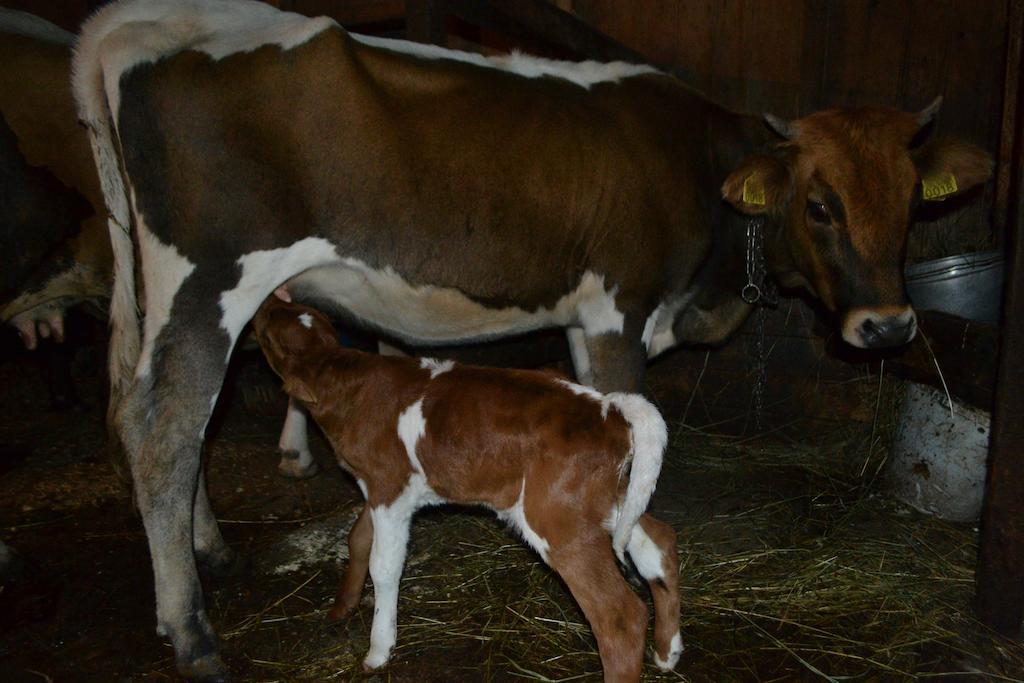 Pensiunea Agroturistica Casa Colinita Vatra Moldoviţei Exterior foto